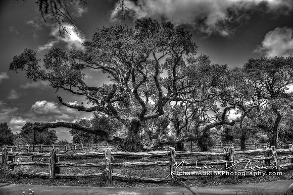 IMG_8065_6_7_Enhancer-BW-Artistic-FINAL-MDAMAP-1280