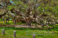 My Misc Images