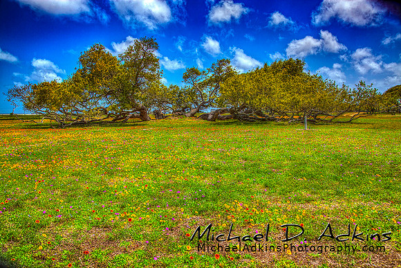 IMG_8095_6_7_Painterly 2-FINAL-MDAMAP-1280